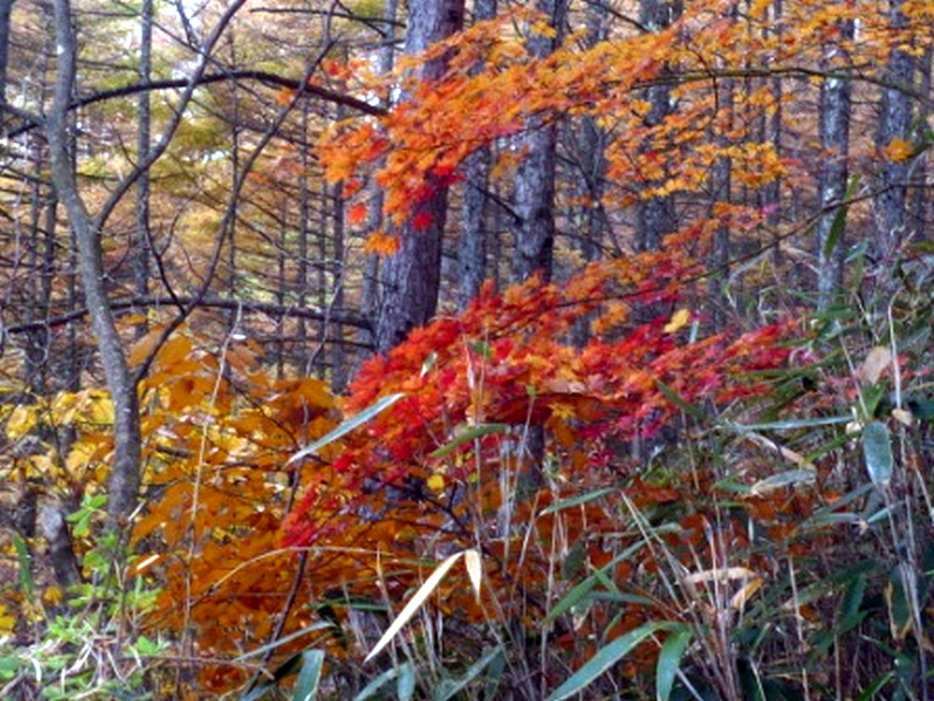 きれいな紅葉