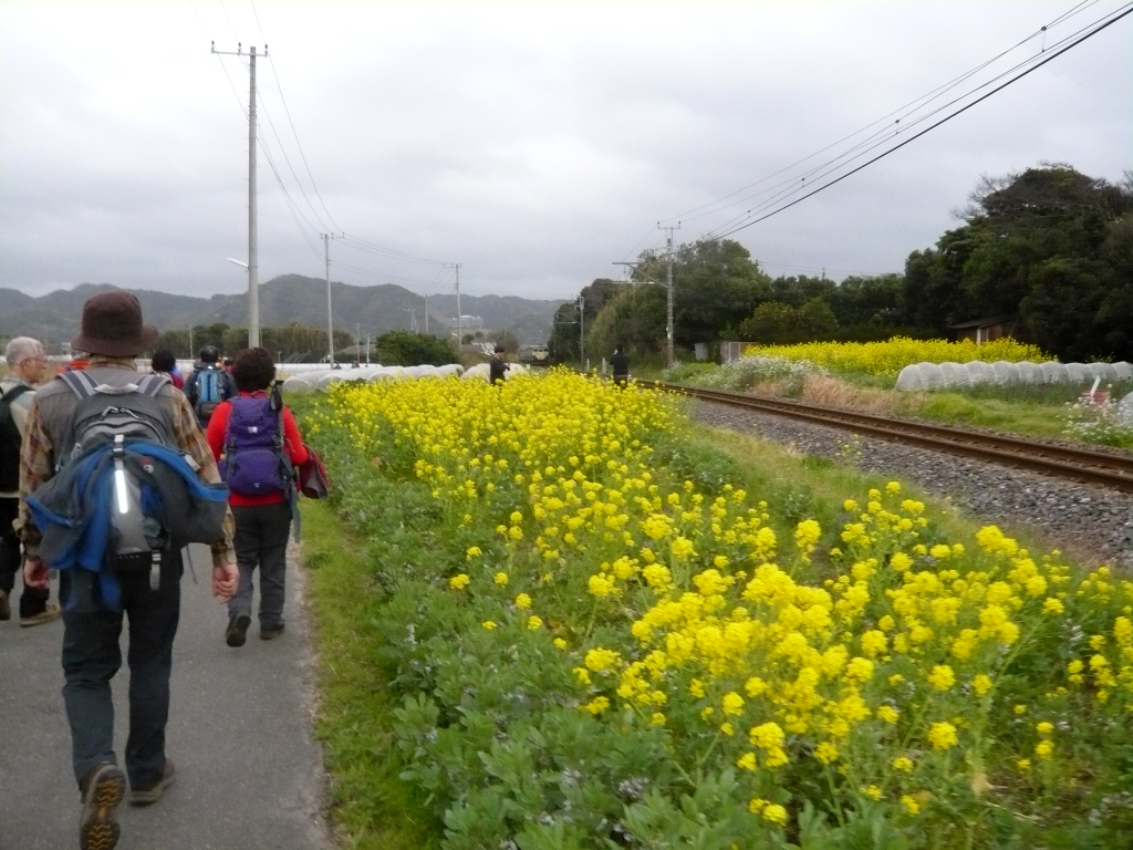 菜の花畑の横を保田駅へ