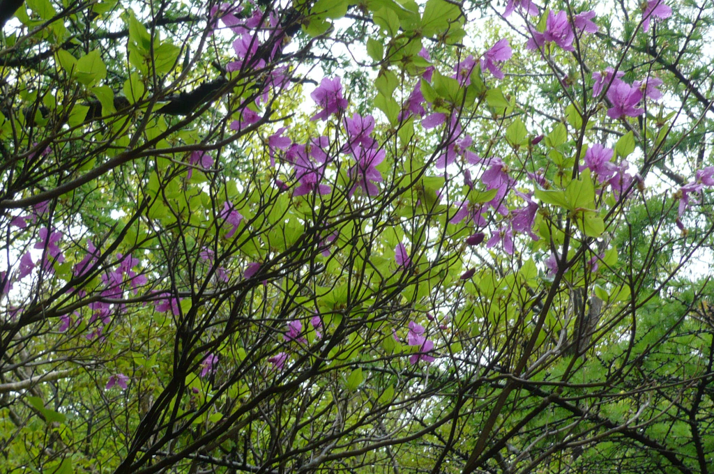 つつじの花が雨に綺麗でした