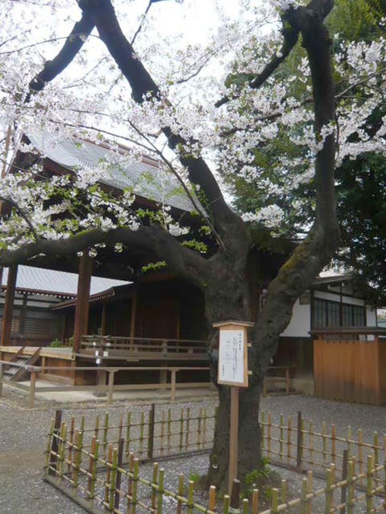  靖国神社　開花標準木