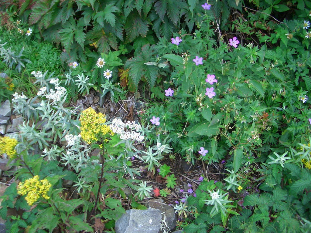  さすがに花が豊富です！