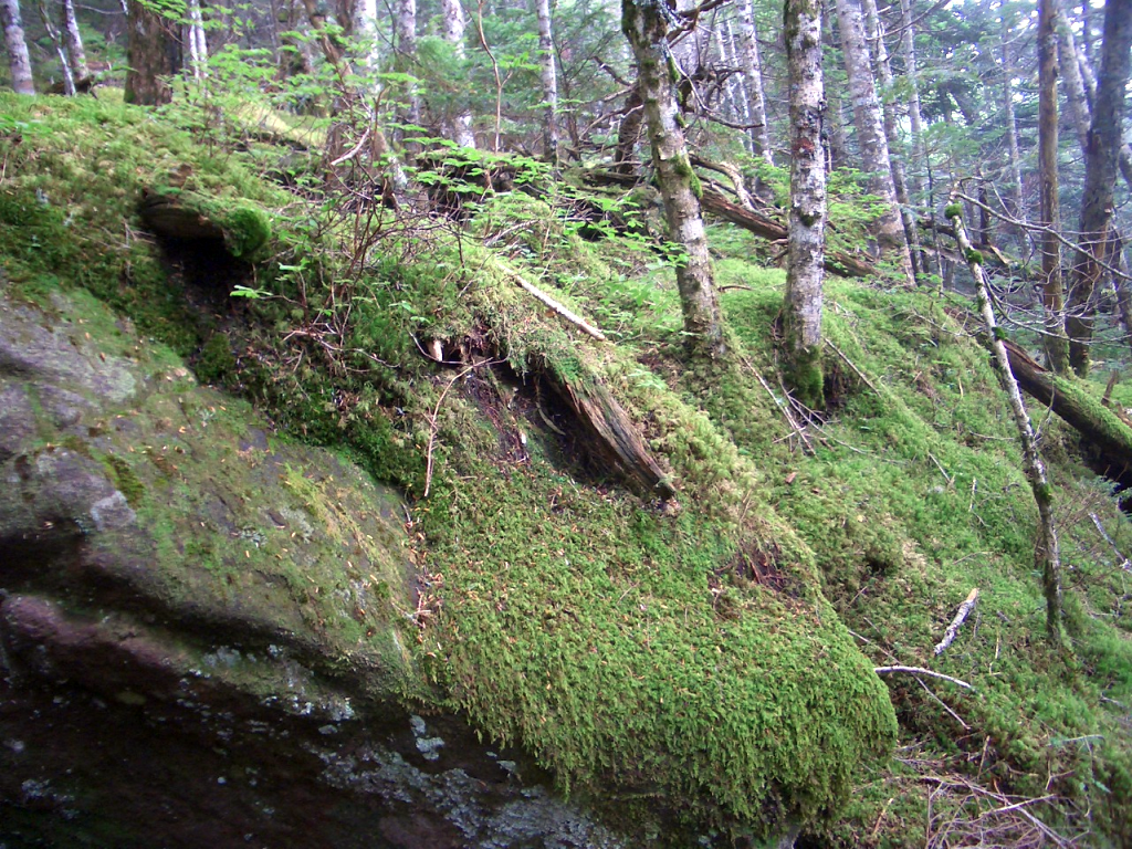  苔蒸した下山道