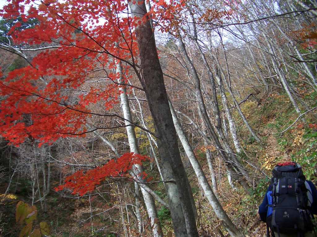 紅葉の登山道