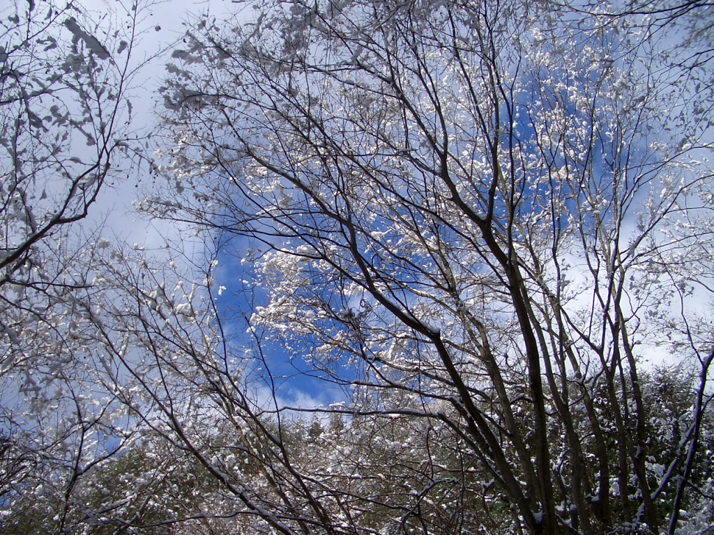 雪の花が咲いたような景色