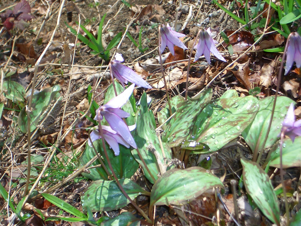 カタクリの花を見つけました