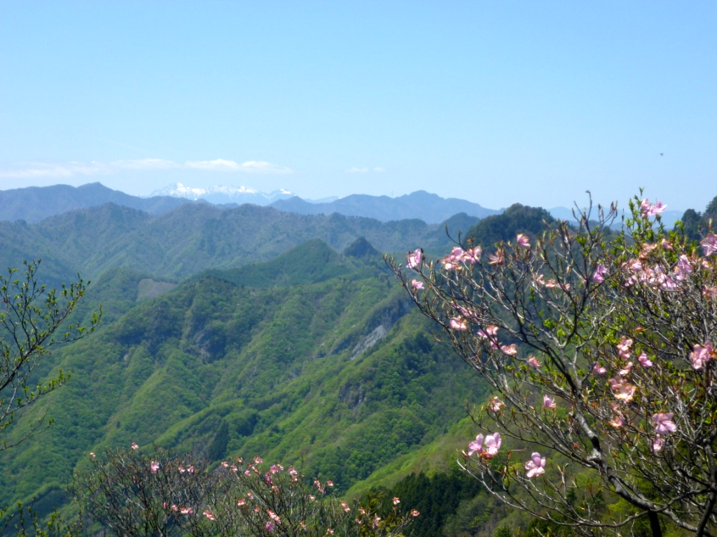 アカヤシオの花の遠く向うに白い金峰山が