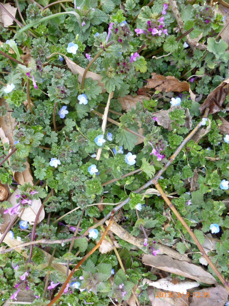  道端には春の花が・・・