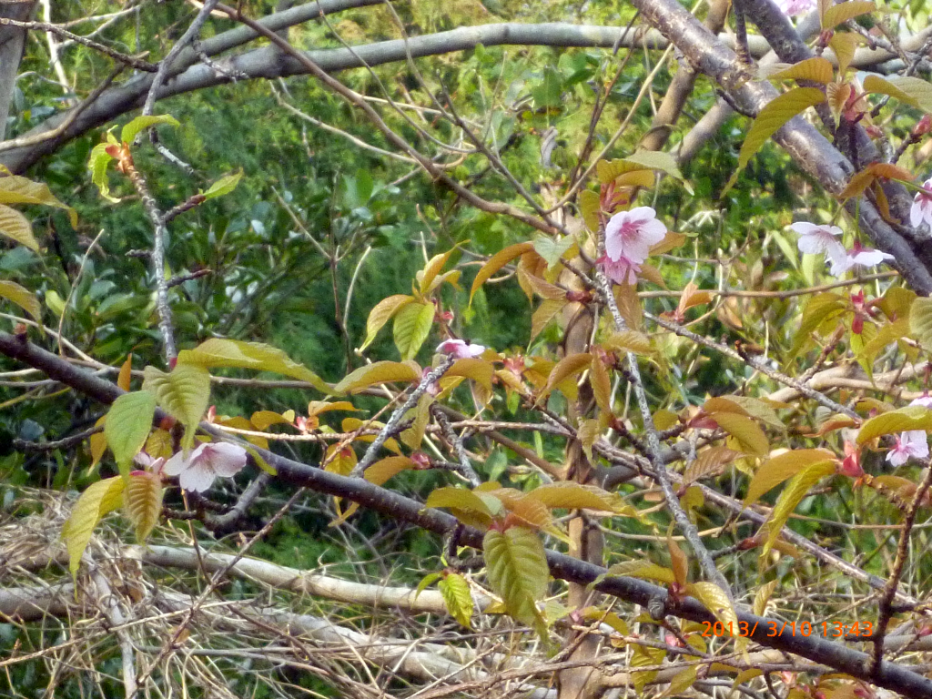  山桜の花が咲いていました