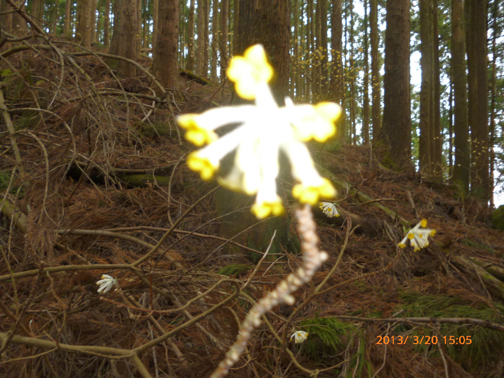  三又の花