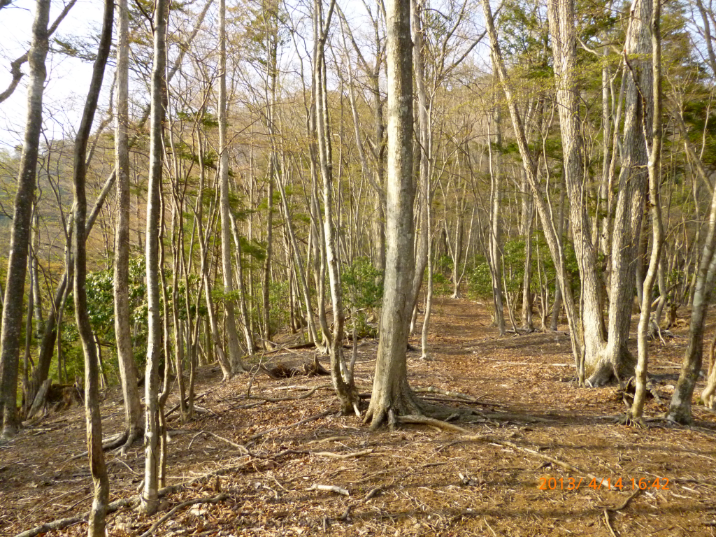  新緑が綺麗な静かな下山道