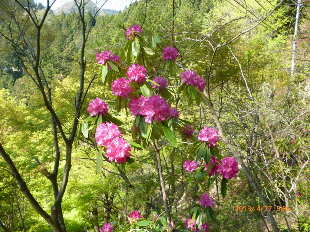  シャクナゲの花