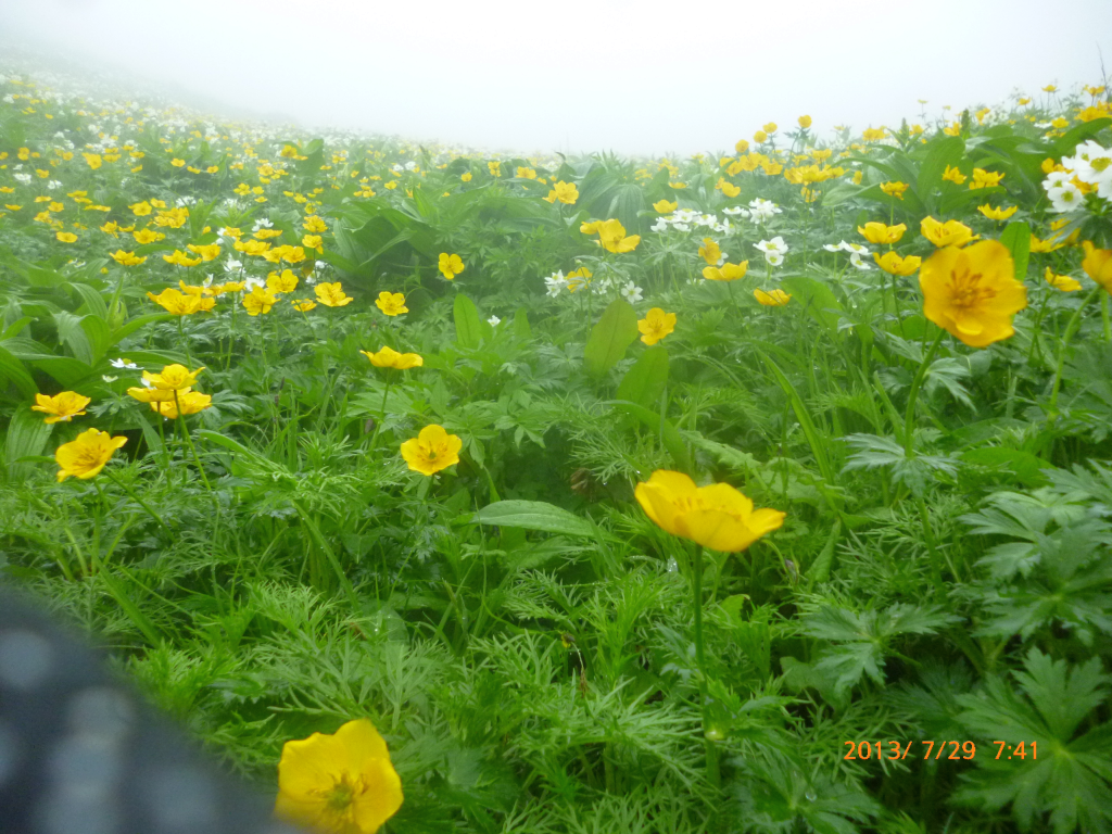  荒川小屋のお花畑