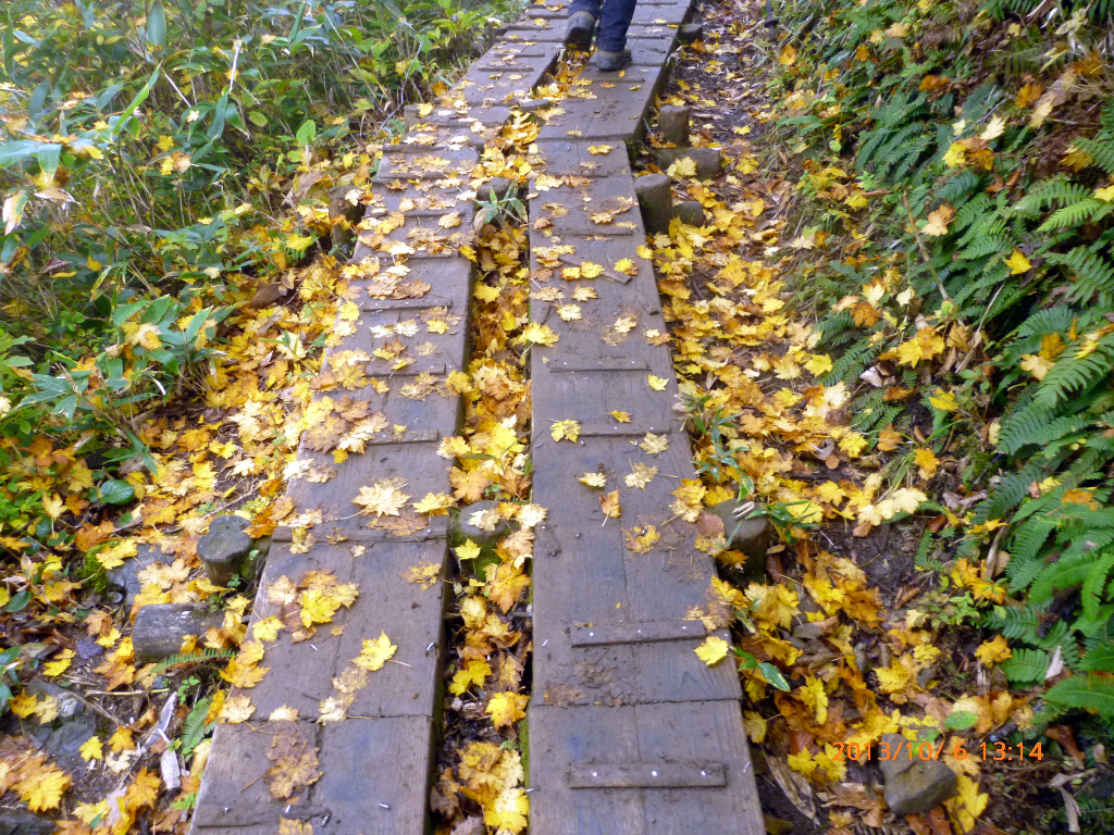  紅葉の落ち葉道