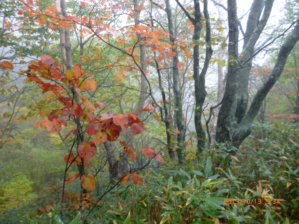  紅葉の始まり