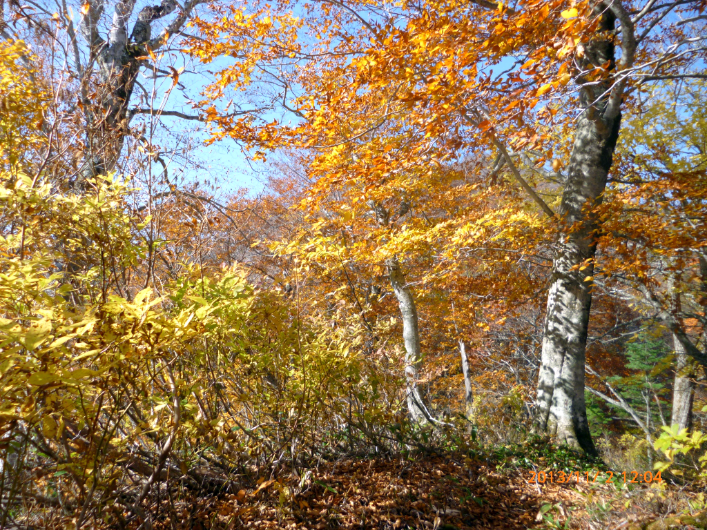  全山燃えるような紅葉