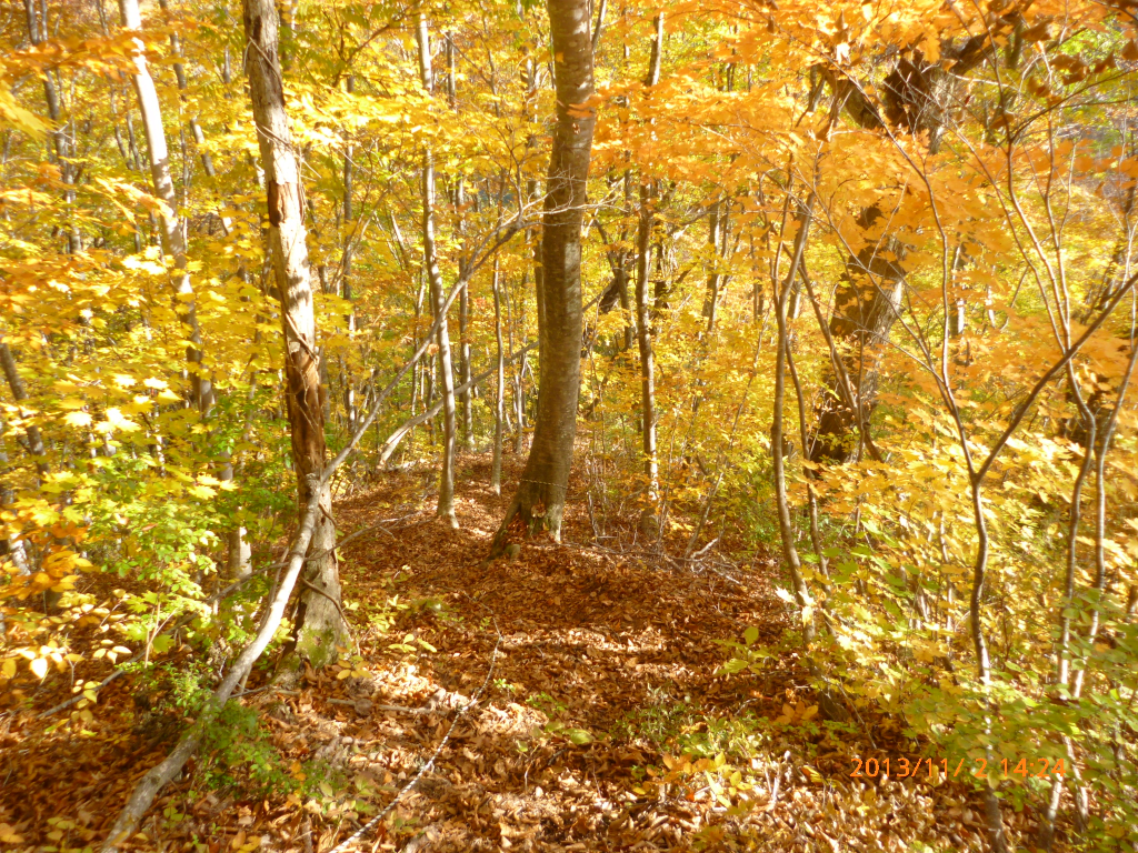  落ち葉と紅葉の下山道