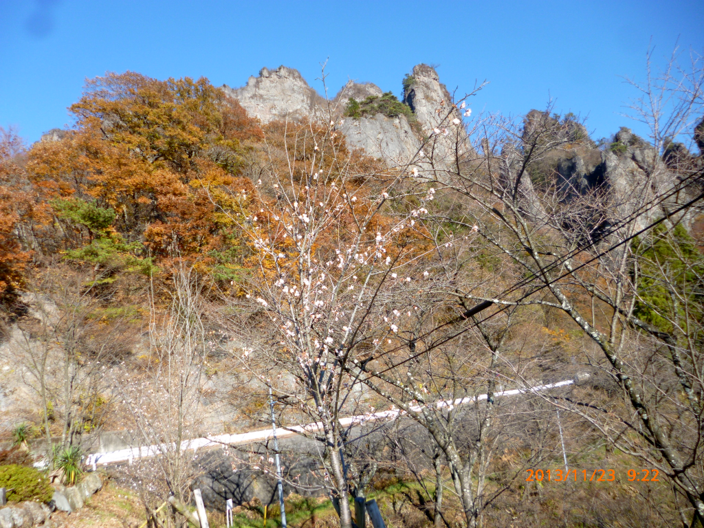  寒桜が咲いていました