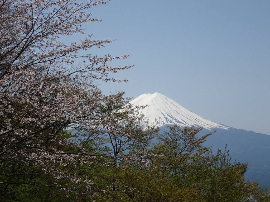 山桜と富士山