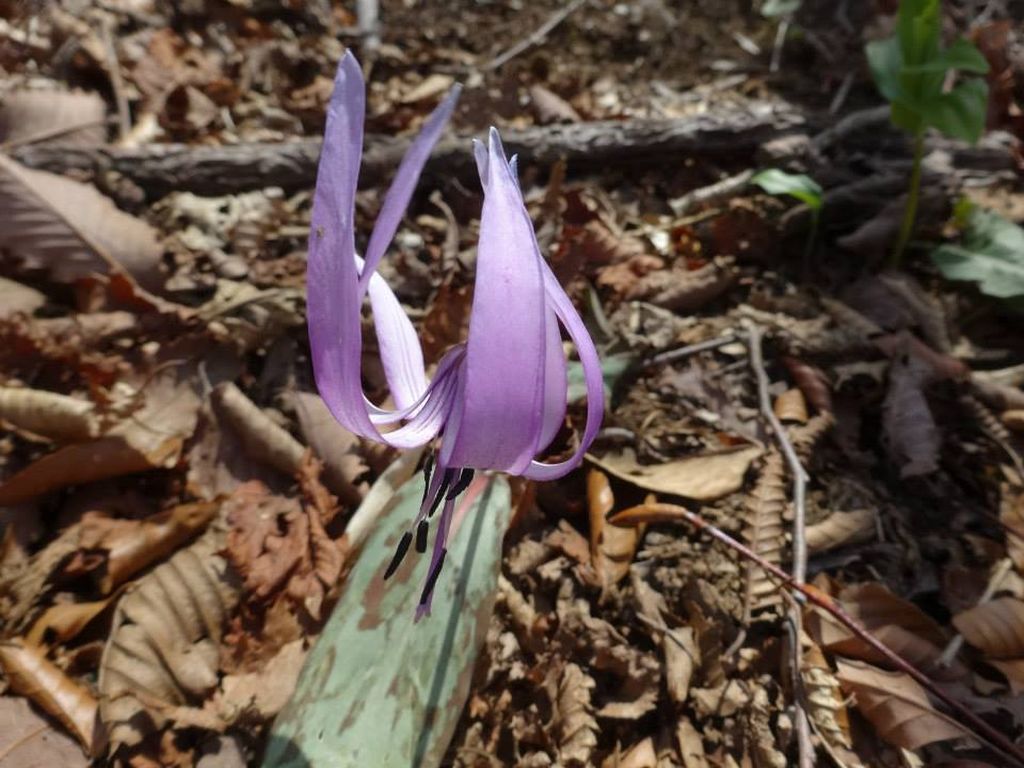 カタクリの花