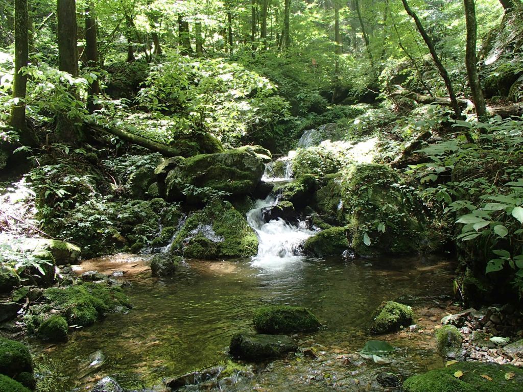 涼しい木漏れ日の池