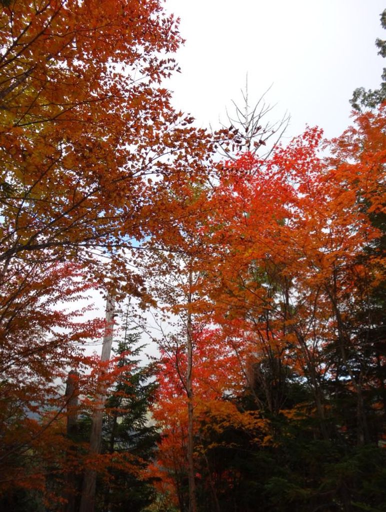 下りてくると紅葉が綺麗です