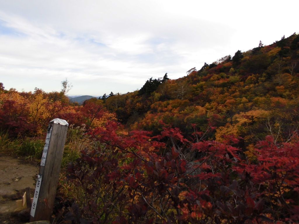 綺麗に紅葉した苔花台