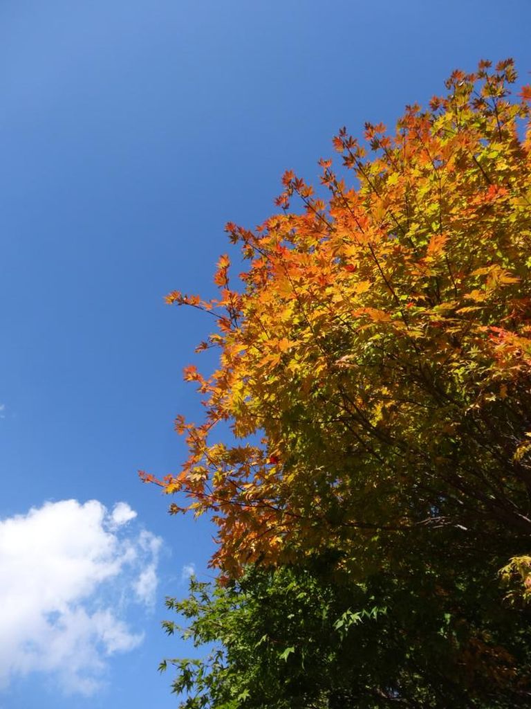 紅葉と青空