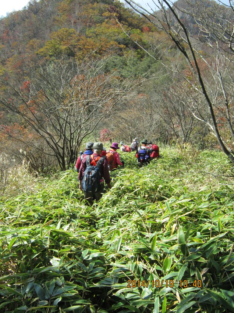 腰までまとわりつく「クマ笹」