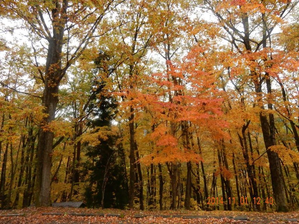 素晴らしい紅葉