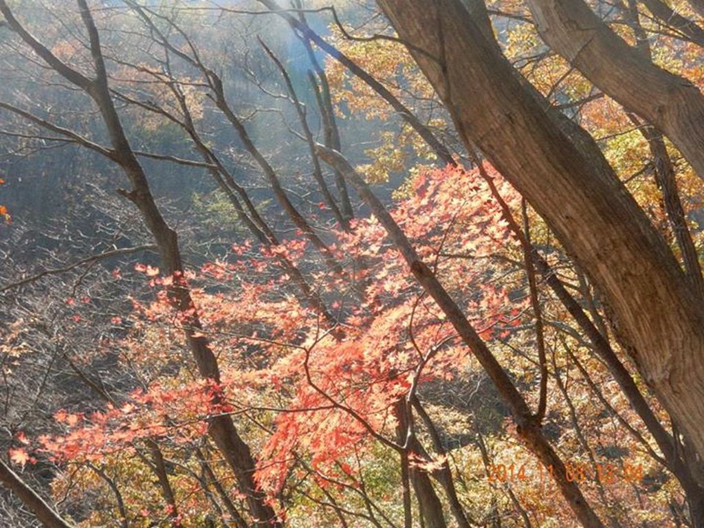 紅葉が綺麗でした