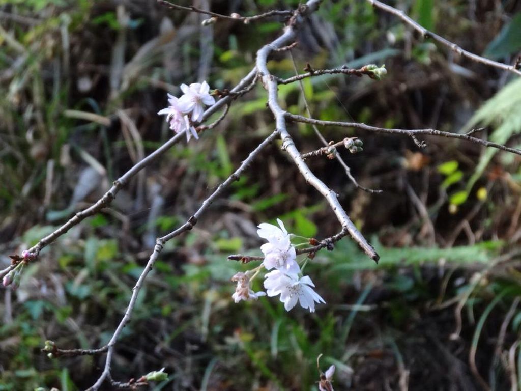 寒桜