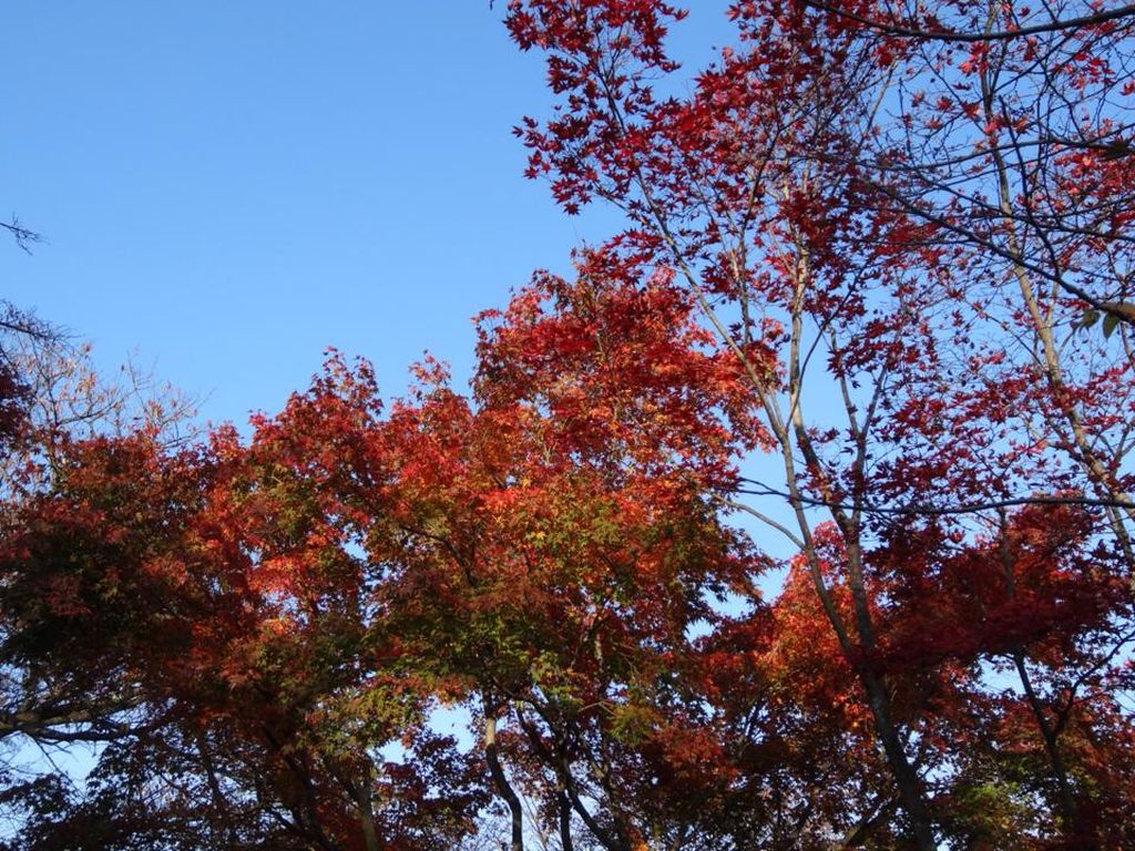 紅葉の赤と空の色