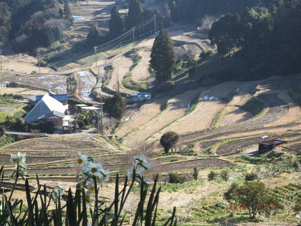 素晴らしい棚田の風景