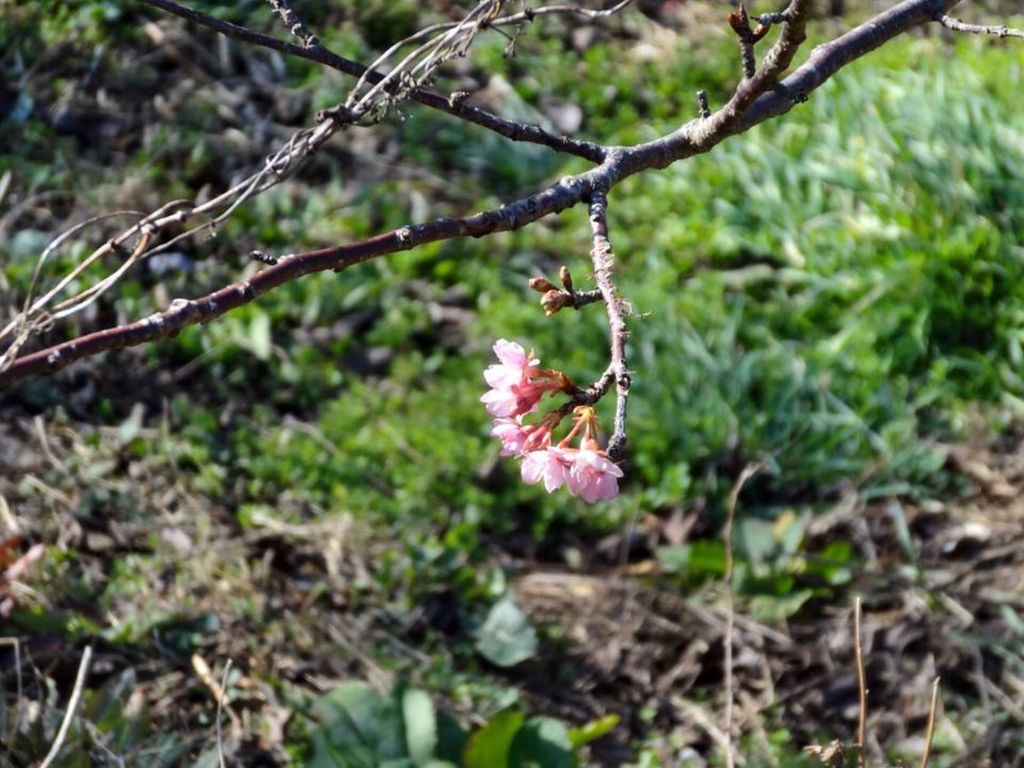 もう桜の花が咲いていました