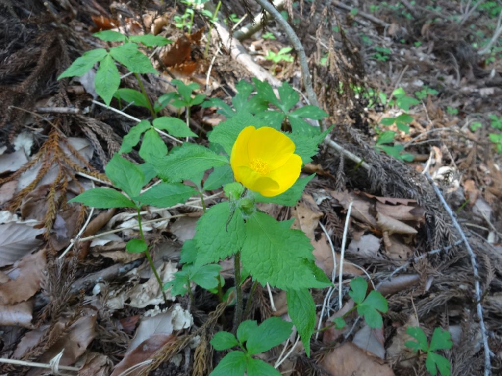 キンポウゲ科？の美しい花