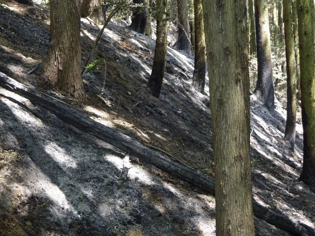 前日の山火事の後