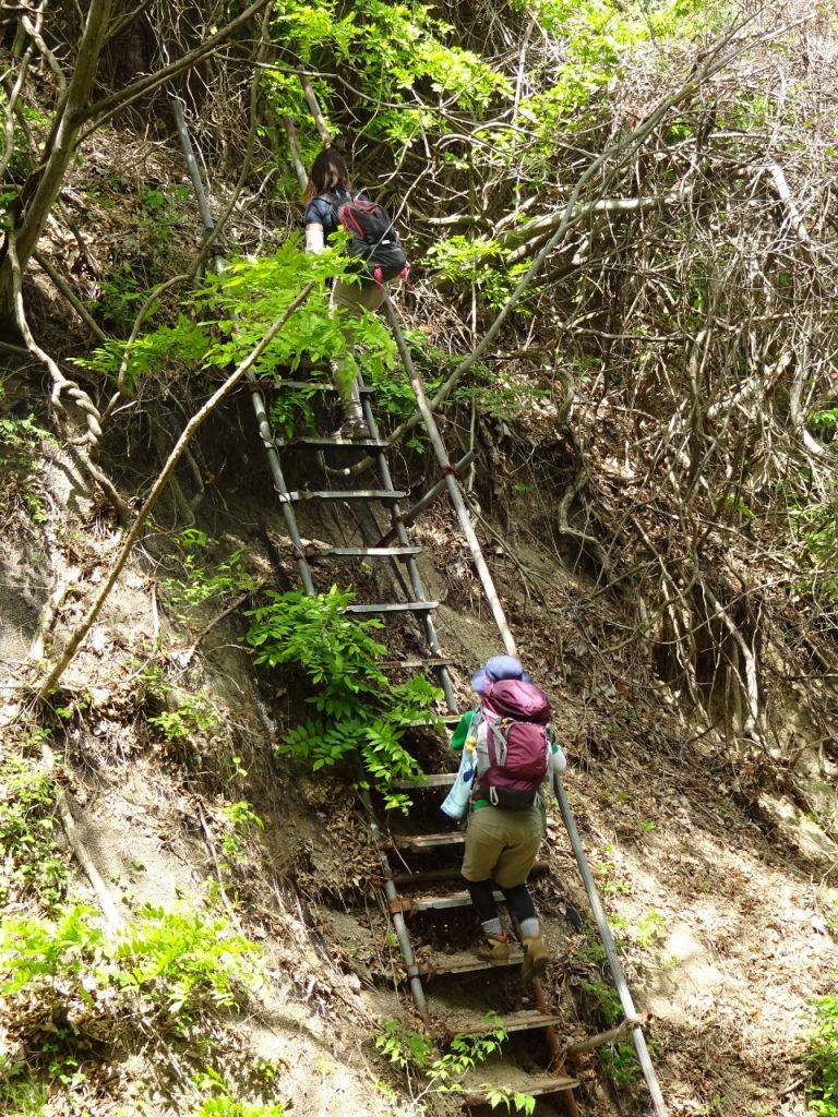 長いはしごを登ります