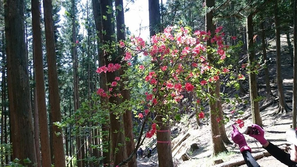 アカヤシオの花