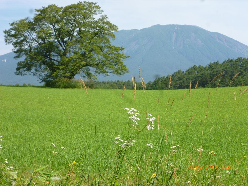 小岩井農場の一本桜と岩手山