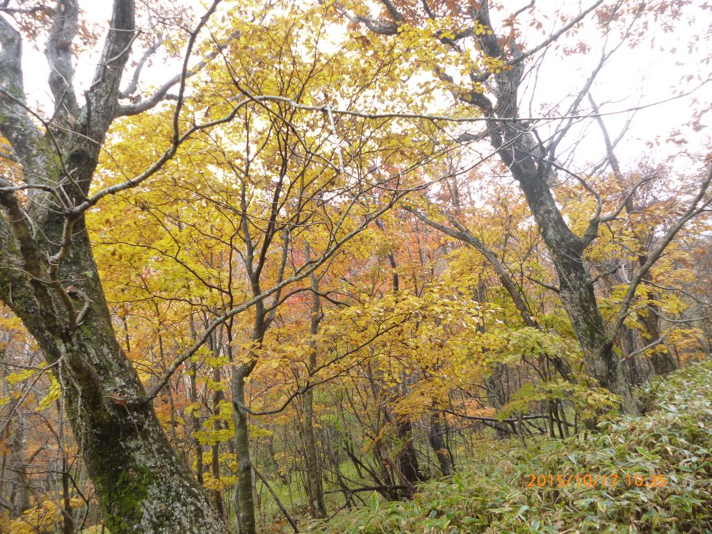 紅葉が盛です