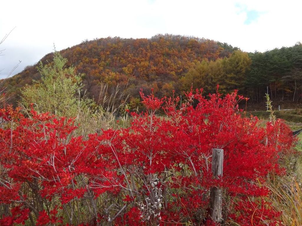 会津は全山紅葉です