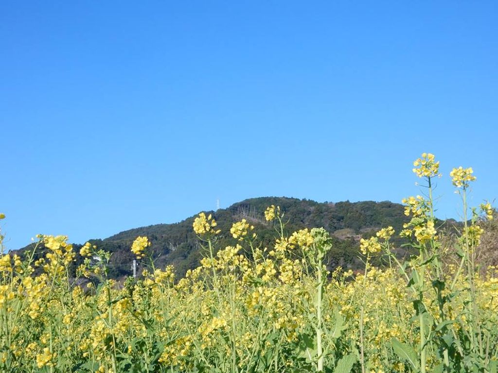 満開の菜の花