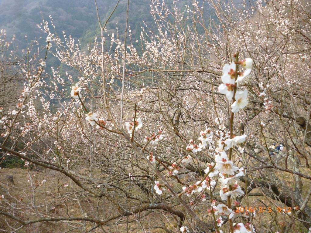 梅の花