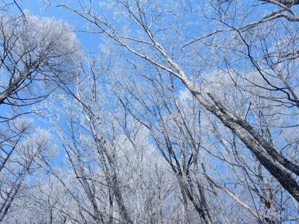 北側斜面は霧氷が・・・