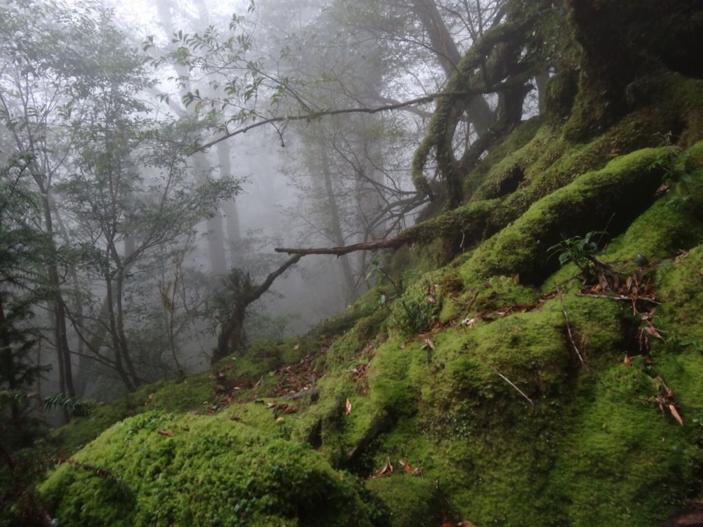 霧の中の苔むす森