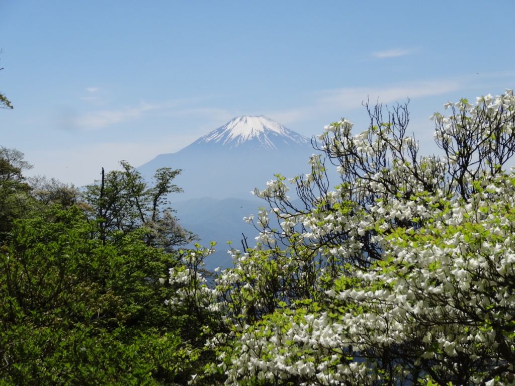 富士山とシロヤシオ