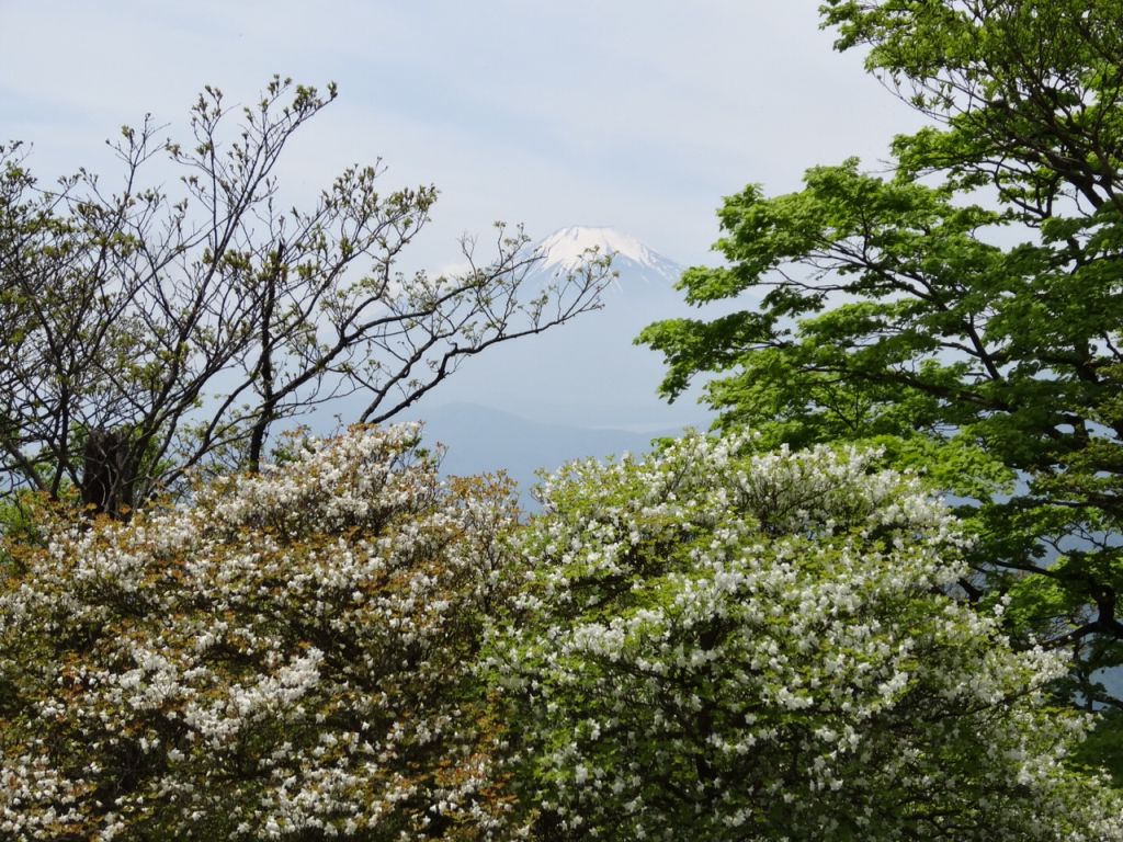 シロヤシオと富士山