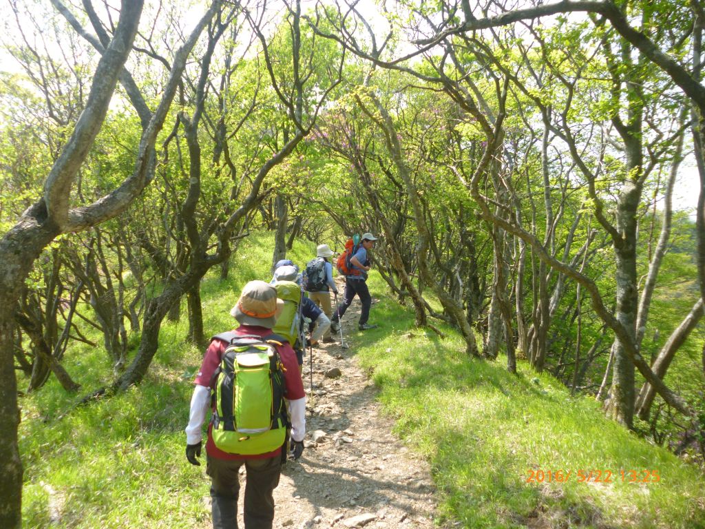 もうすぐ山頂、新緑の中を行きます