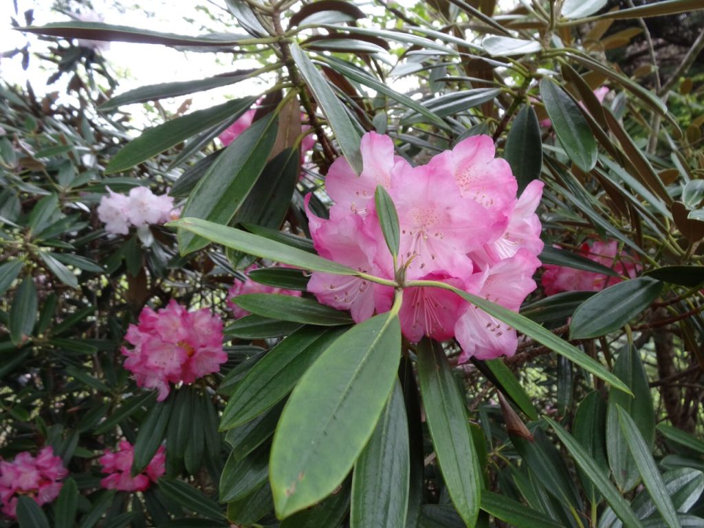 石楠花が満開でした