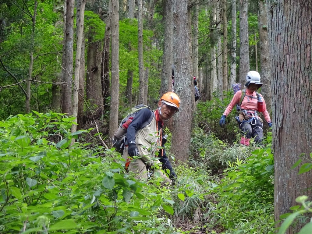 しれいた山から最後の藪こぎ